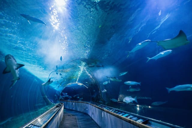 aquarium-of-the-bay_1